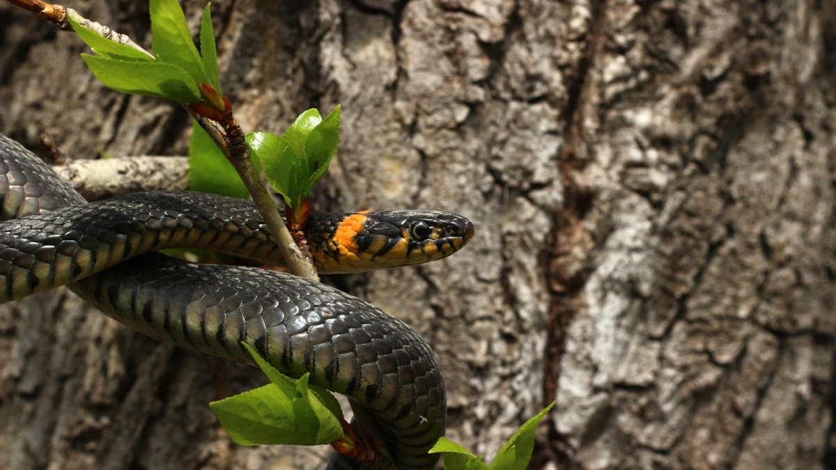 Огневка змея