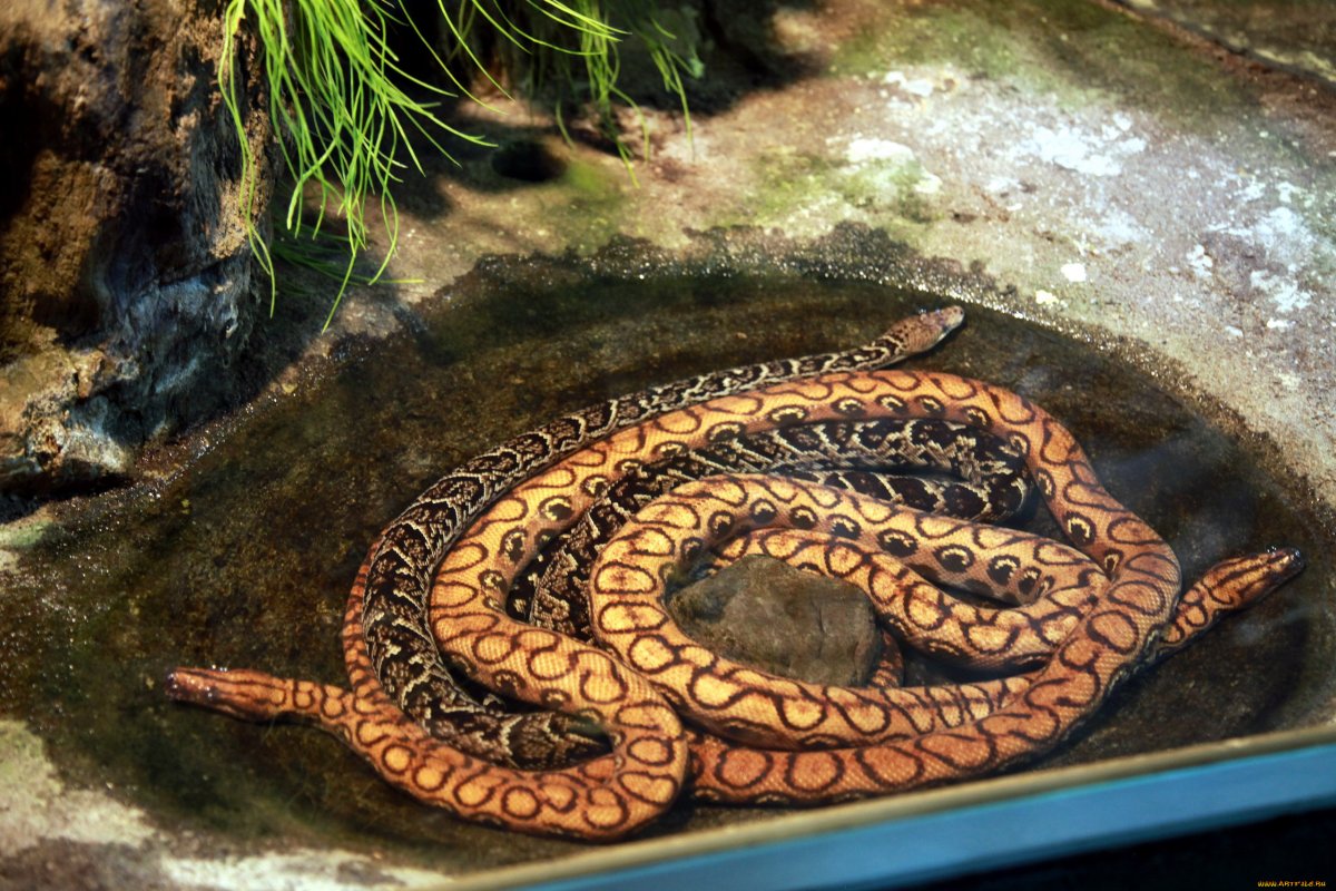 Древняя змея Гигантофис