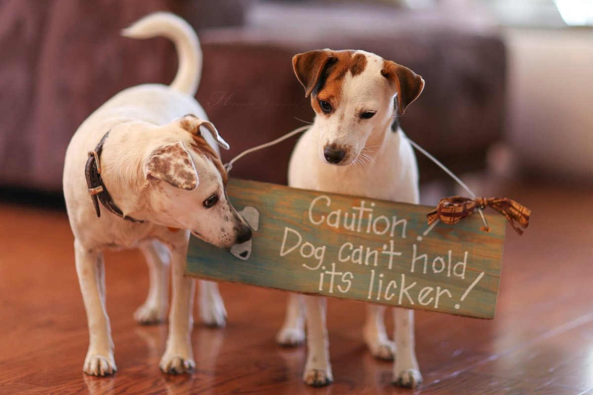 Мультяшные собаки