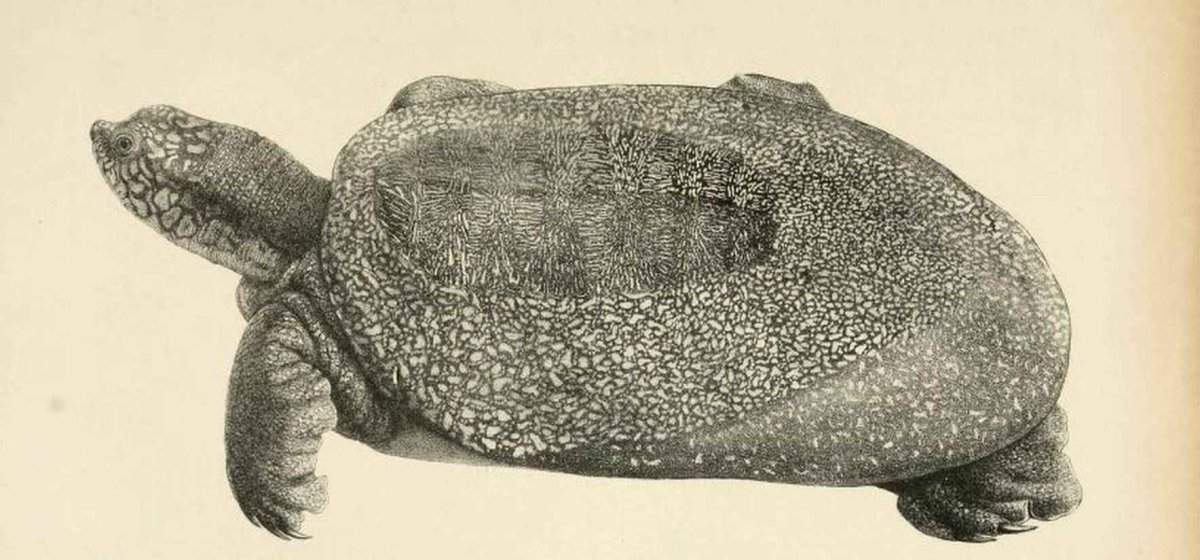 Слоновая черепаха Голиаф