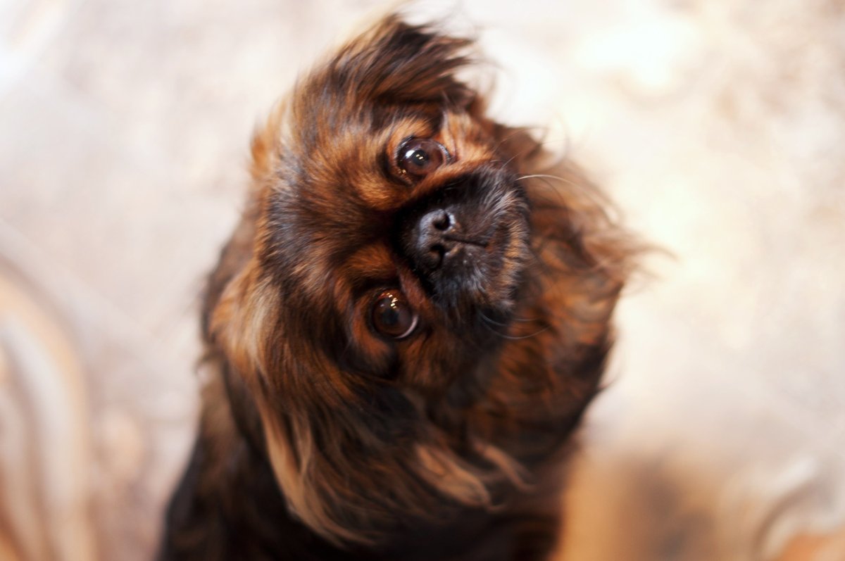 Порода собак Пекинес