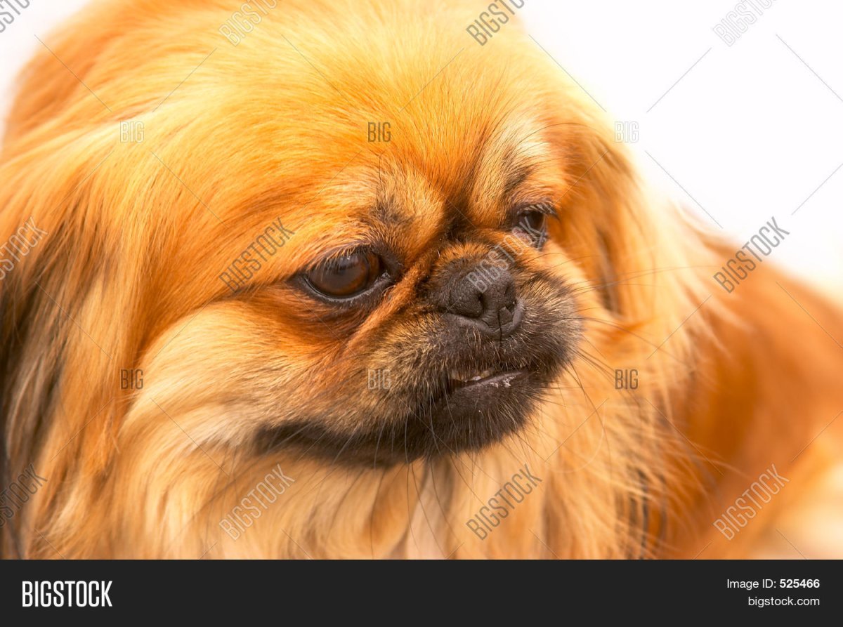 Собака Пекинес рыжего цвета хороший