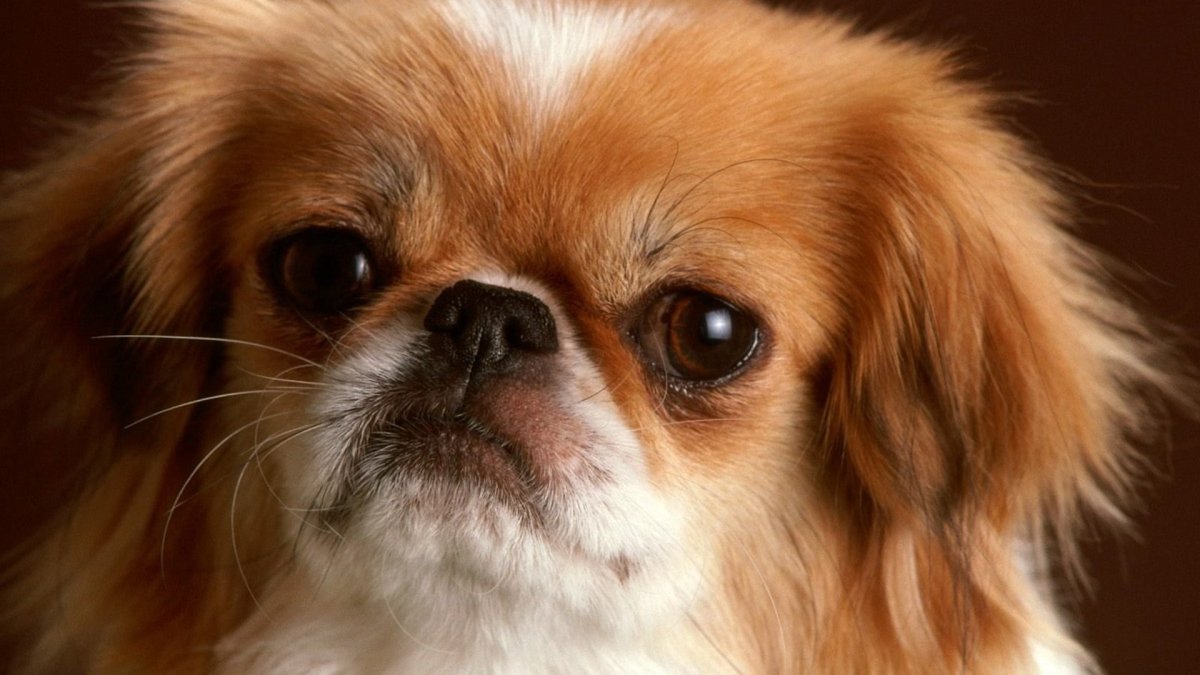 Королевский Пекинес профиль