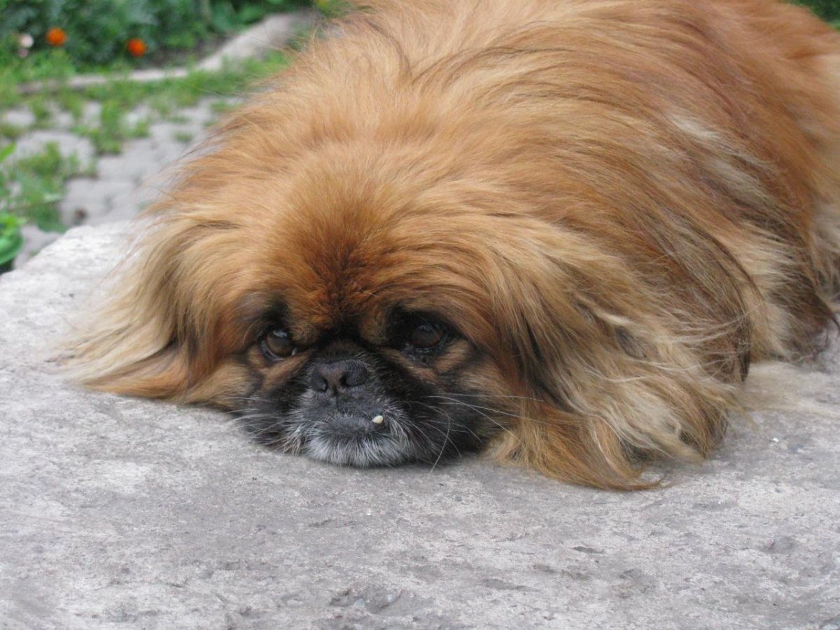 Императорский Пекинес