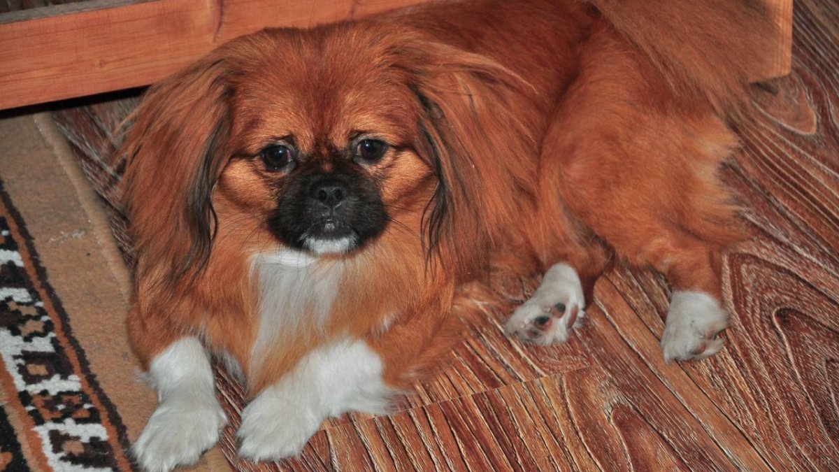 Императорский Пекинес