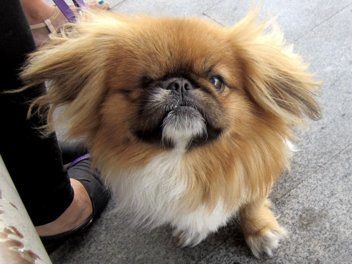 Немецкий Пекинес