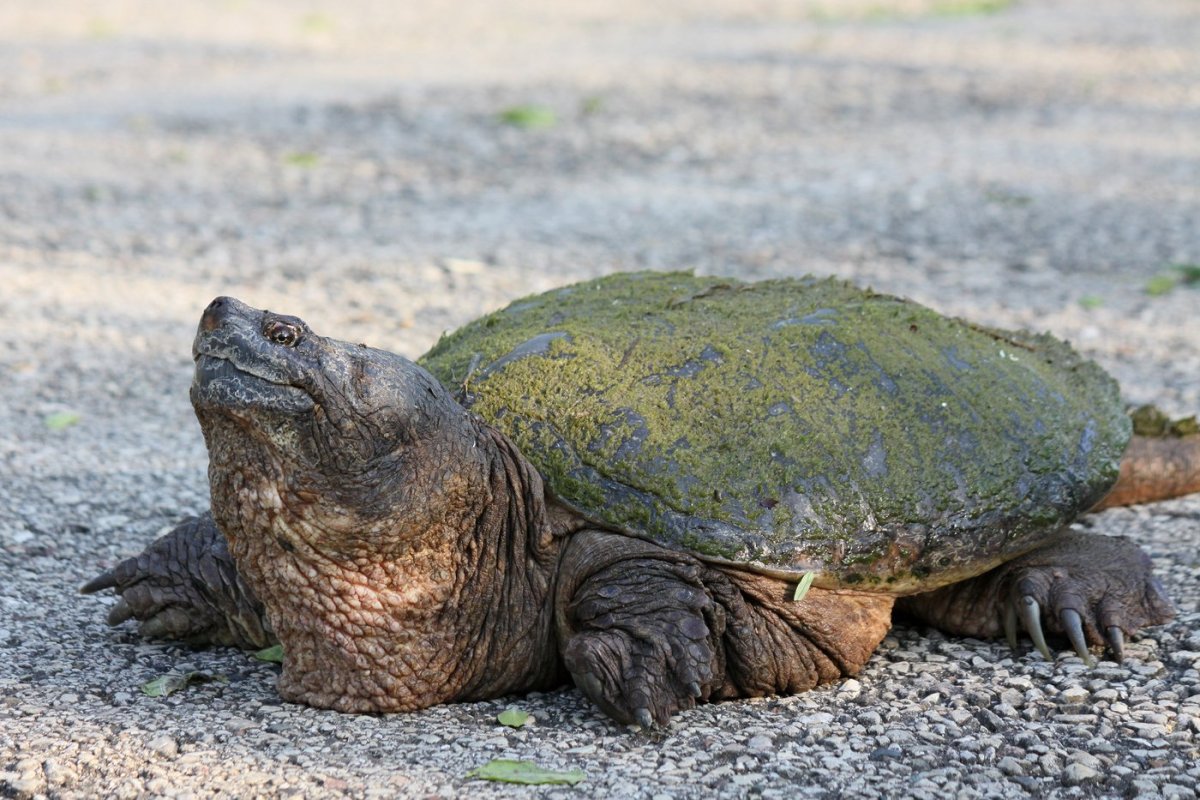 Сусанинская аллигаторовая черепаха