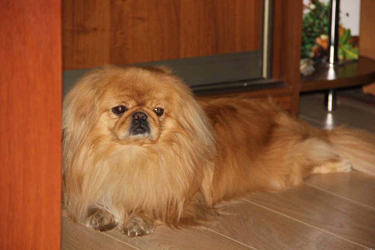 Пекинес милый
