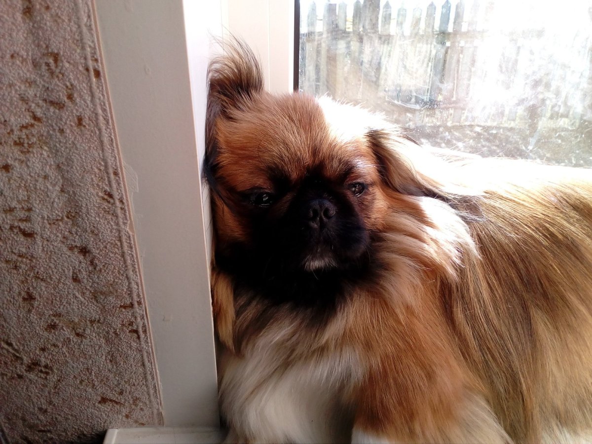 Порода Пекинес