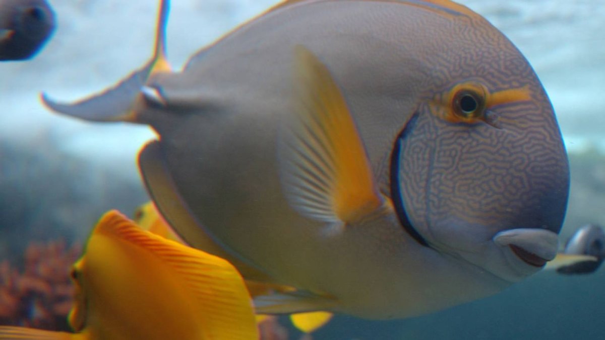 Кашмирский луциан