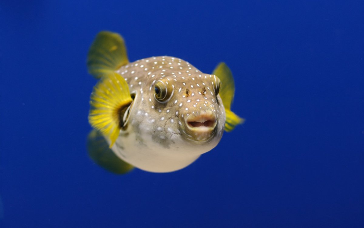 Рыба спереди