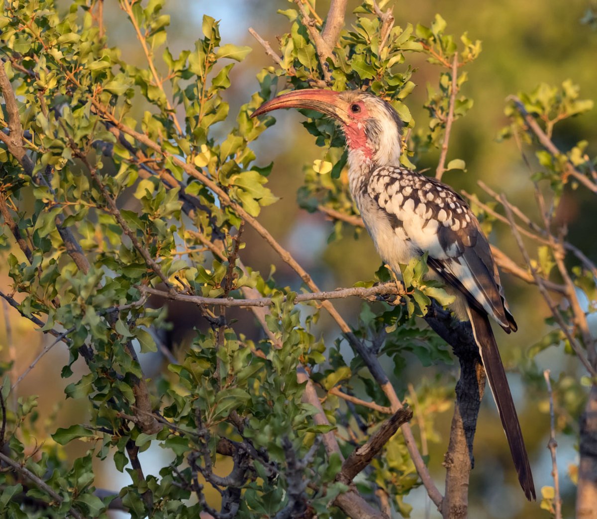 Птицы Намибии