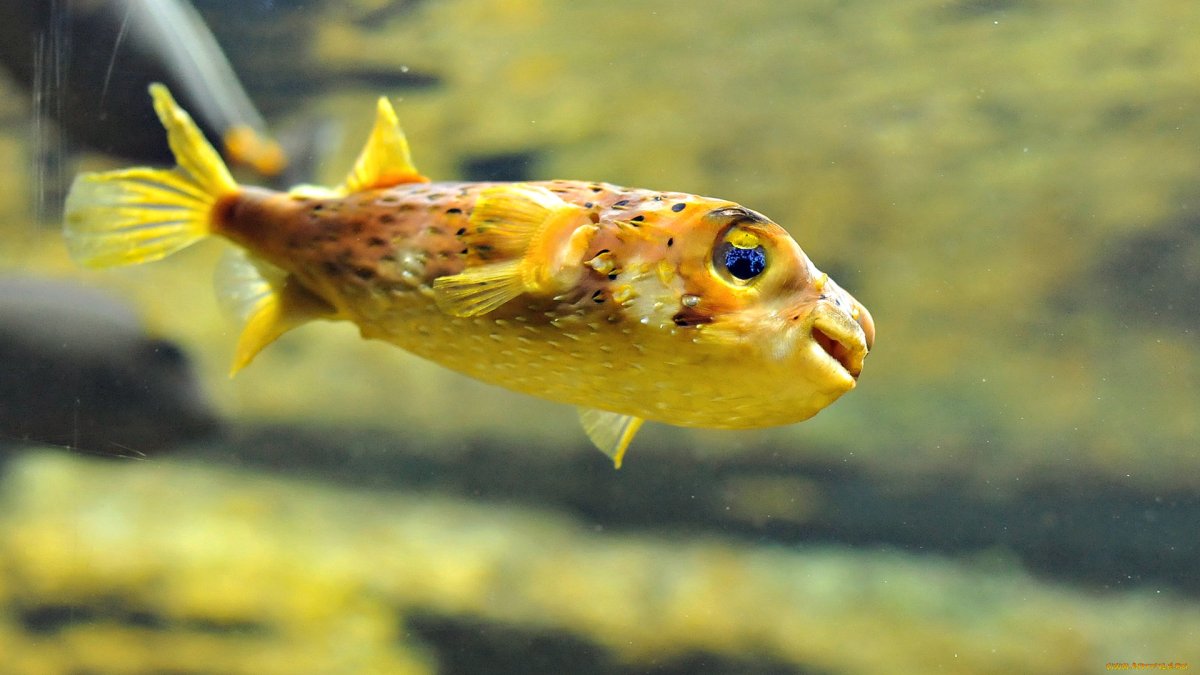 Милые рыбки