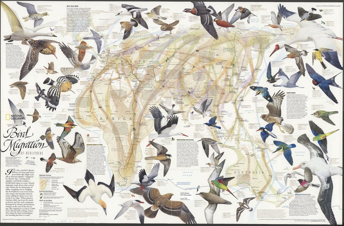 Пути миграции перелетных птиц