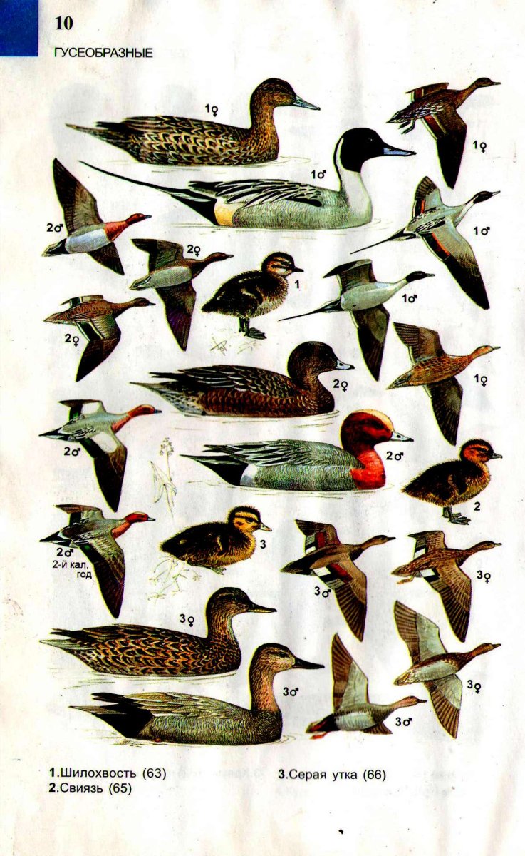 Определитель диких уток России