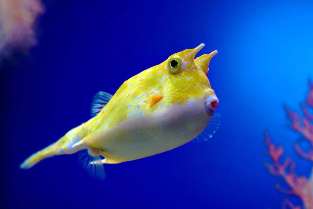 Рыбка рогатый кузовок