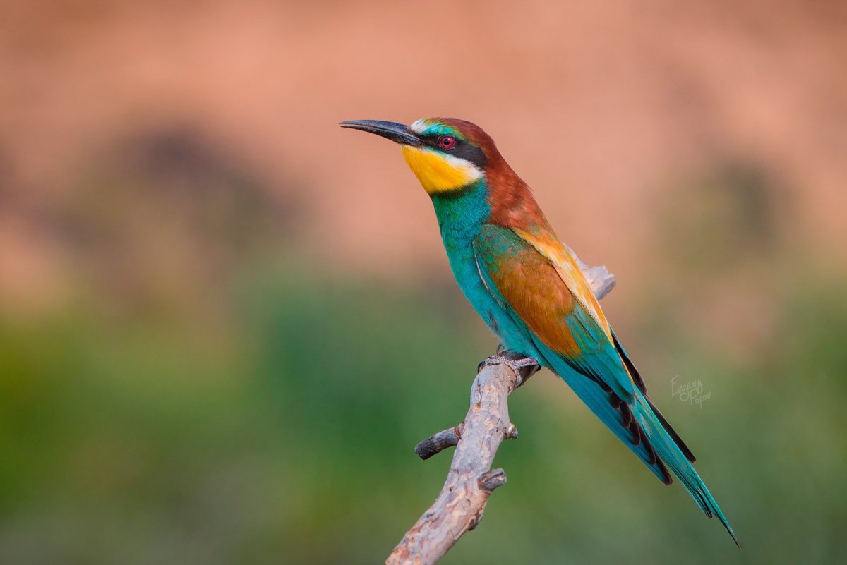 Красная щурка