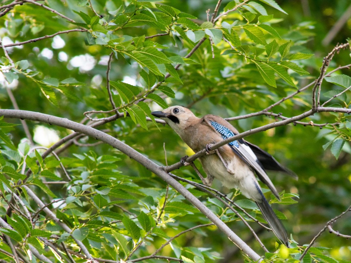Птицы Геленджика