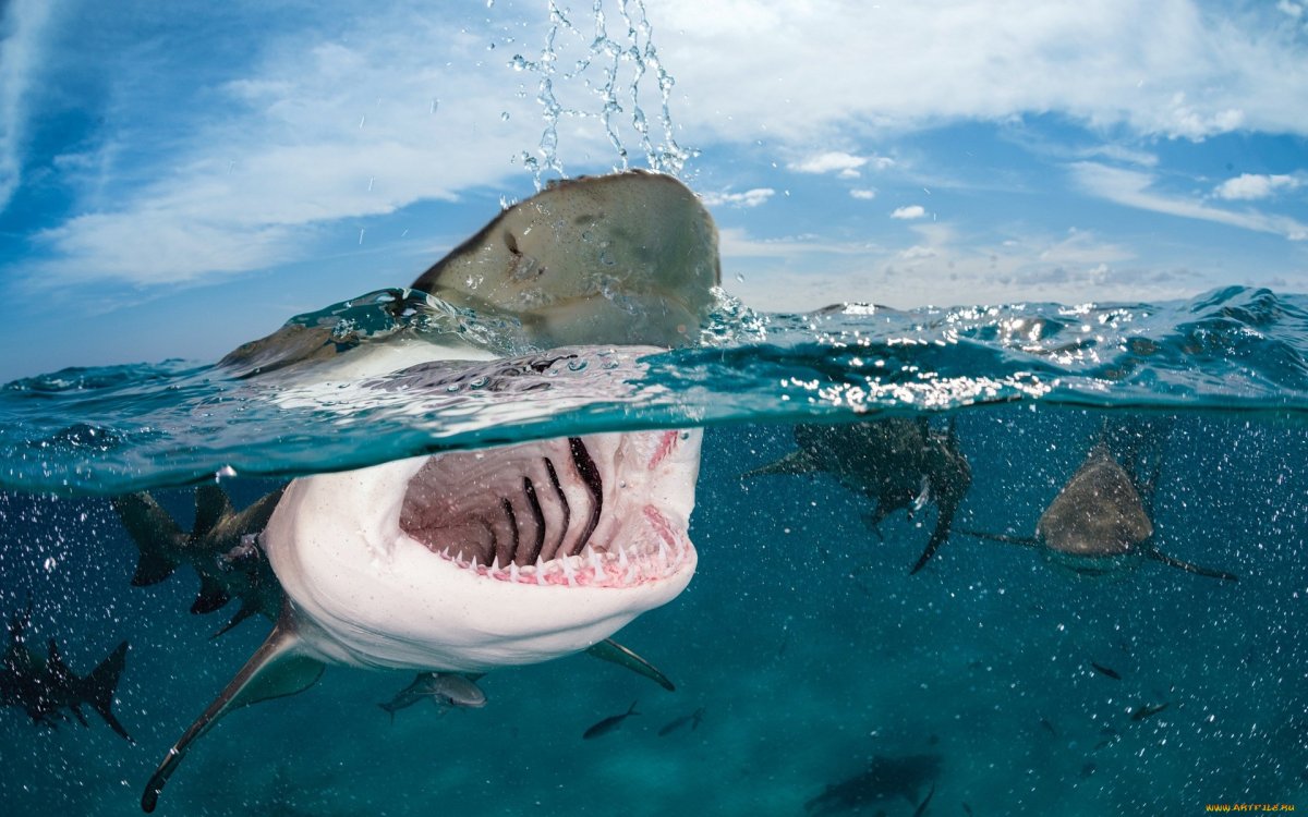 Акулы индийского океана