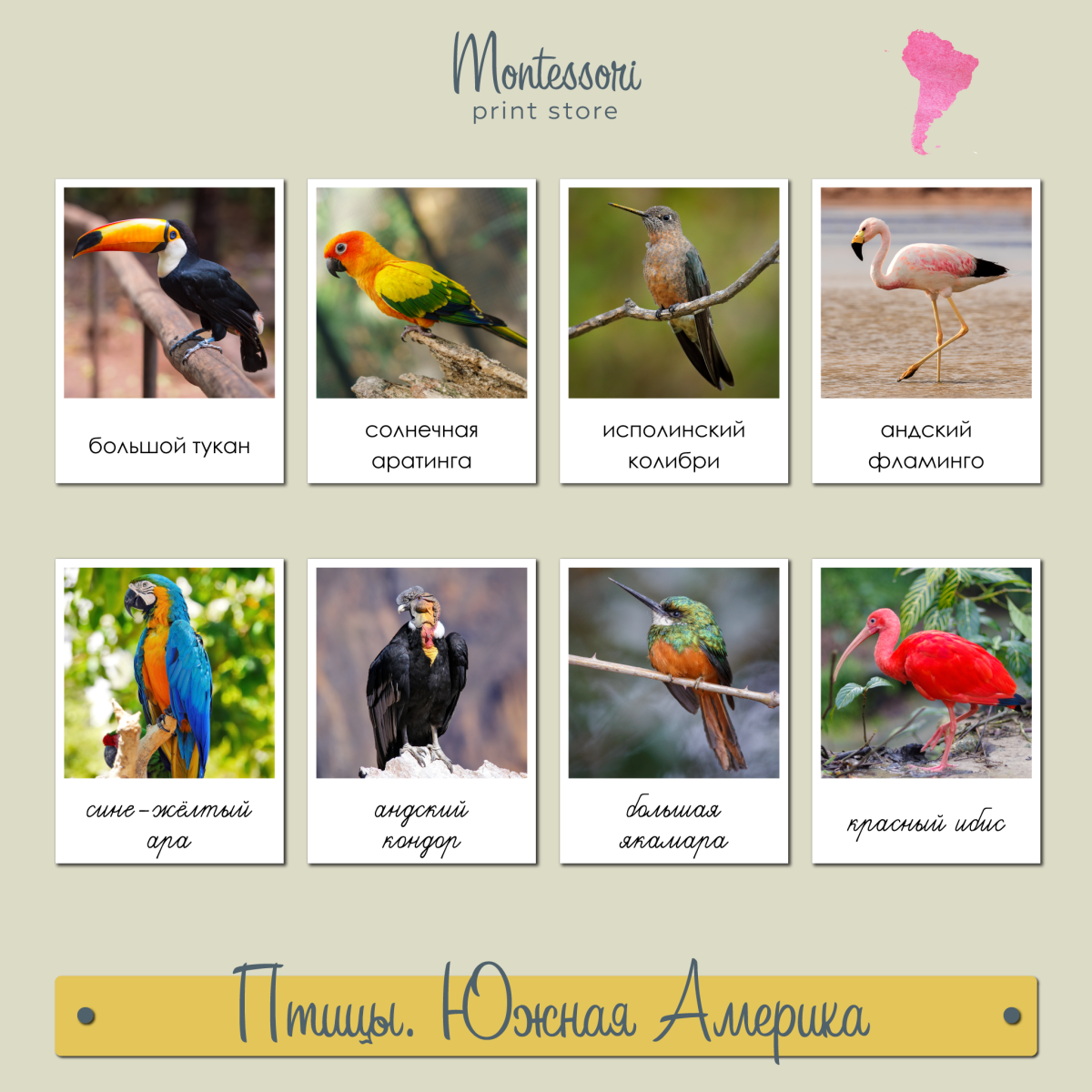 Птицы Южной Америки и их названия