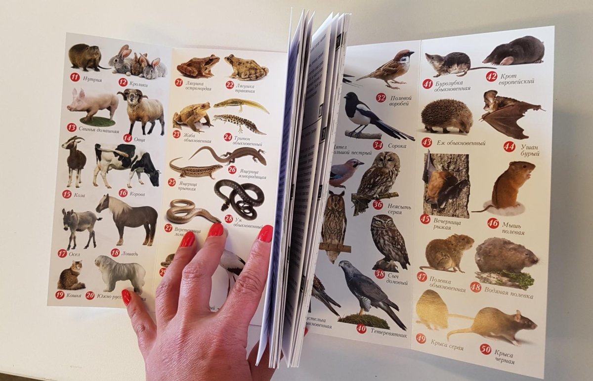 Животные на ферме Ксения Митителло