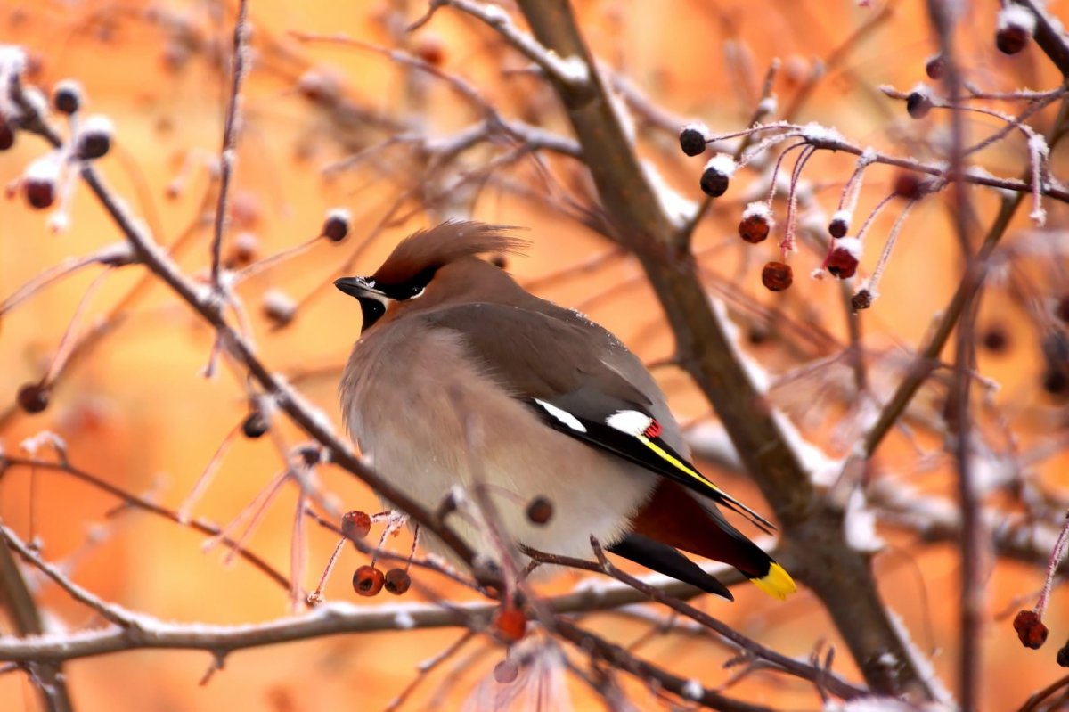 Птицы в Бору