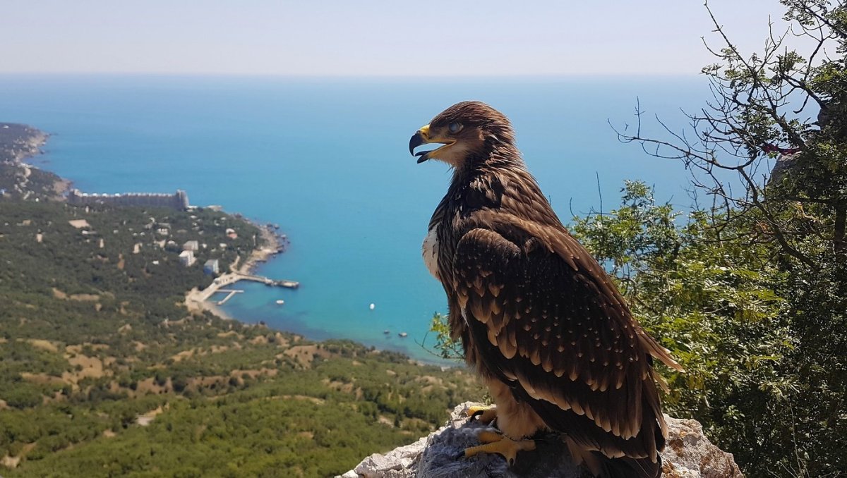 Ялтинский Горно-Лесной природный заповедник фауна