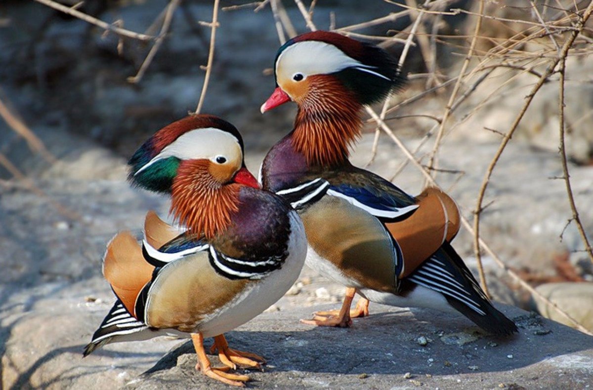 Утка Мандаринка самка