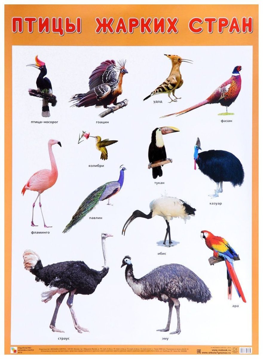 Дикие птицы жарких стран