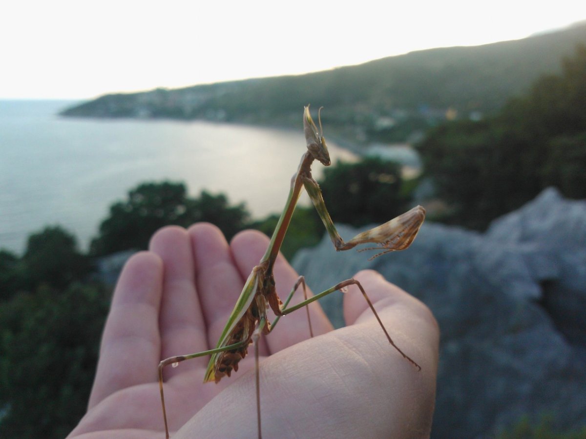 Богомол зеленый