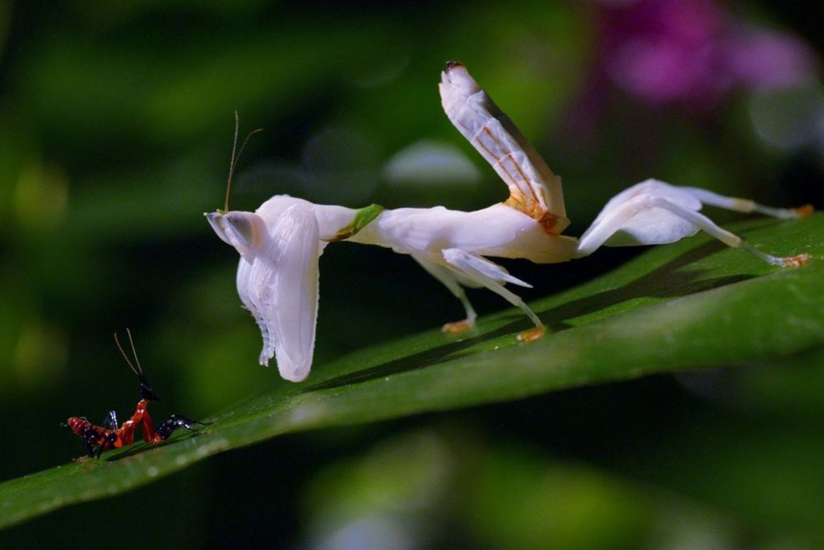 Богомол пестрокрылый