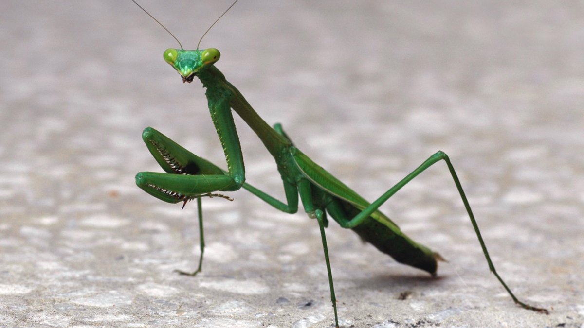 Богомол обыкновенный