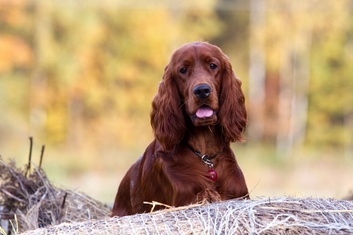 Ирландский сеттер