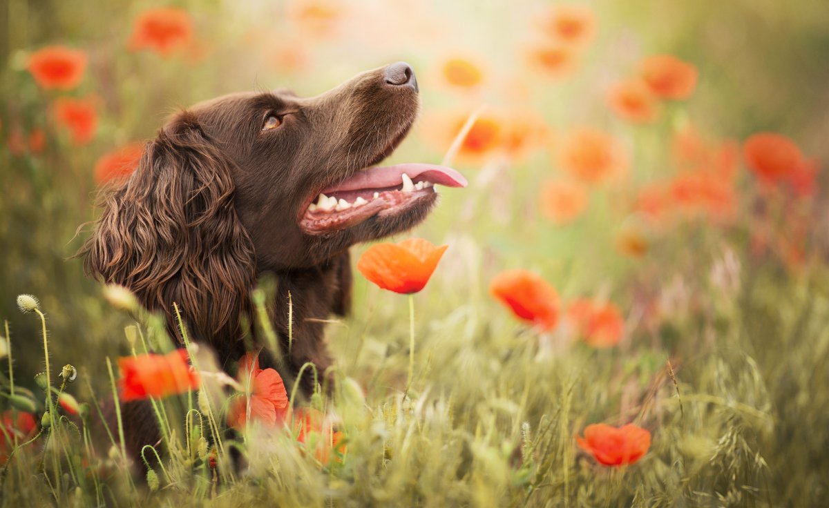 Щенок спаниеля