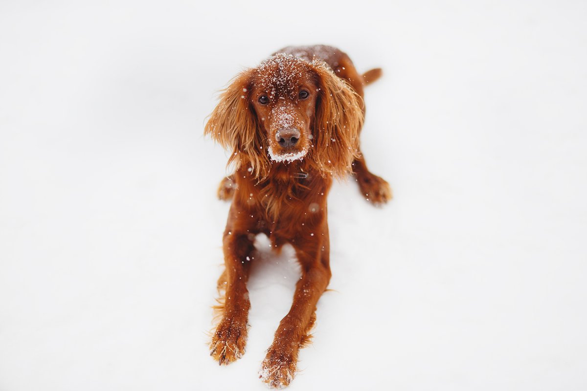 Собака ирландский сеттер