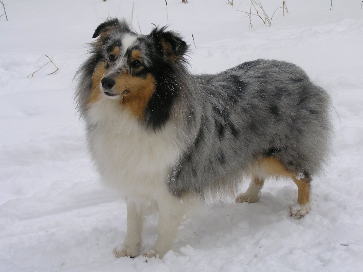 Чаппи 15 кг говядина