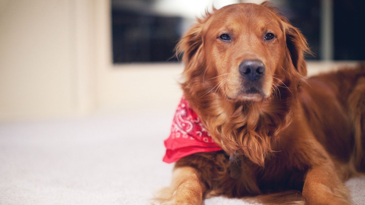 Ирландский сеттер (Irish Setter)