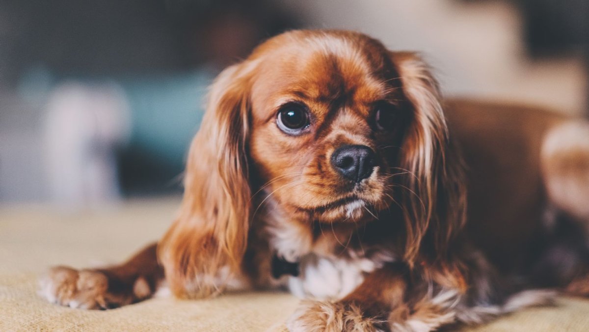 Робот по имени Чаппи обои