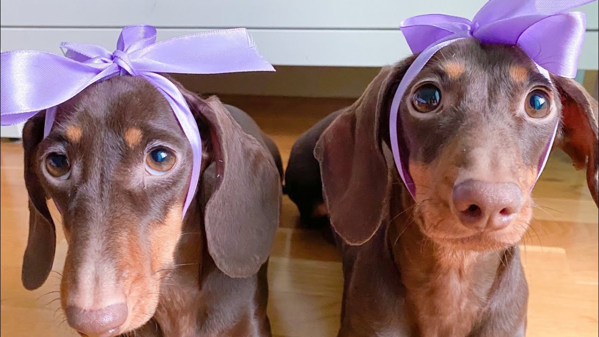 Английский сеттер собака