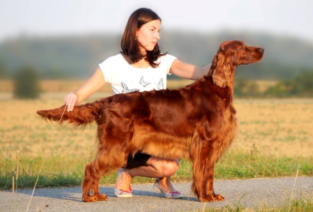 Белая собака из рекламы