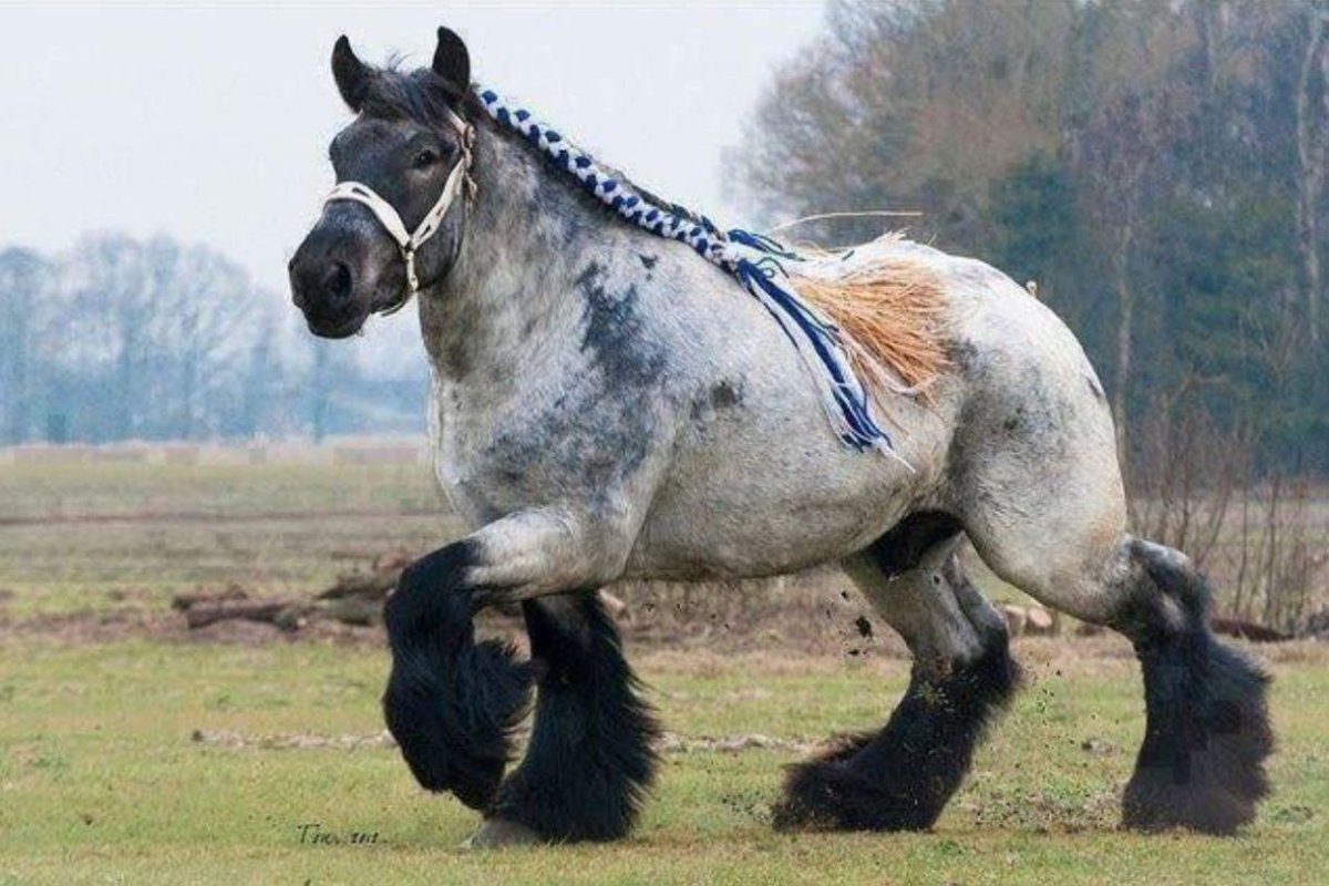 Тяжеловоз Шайр