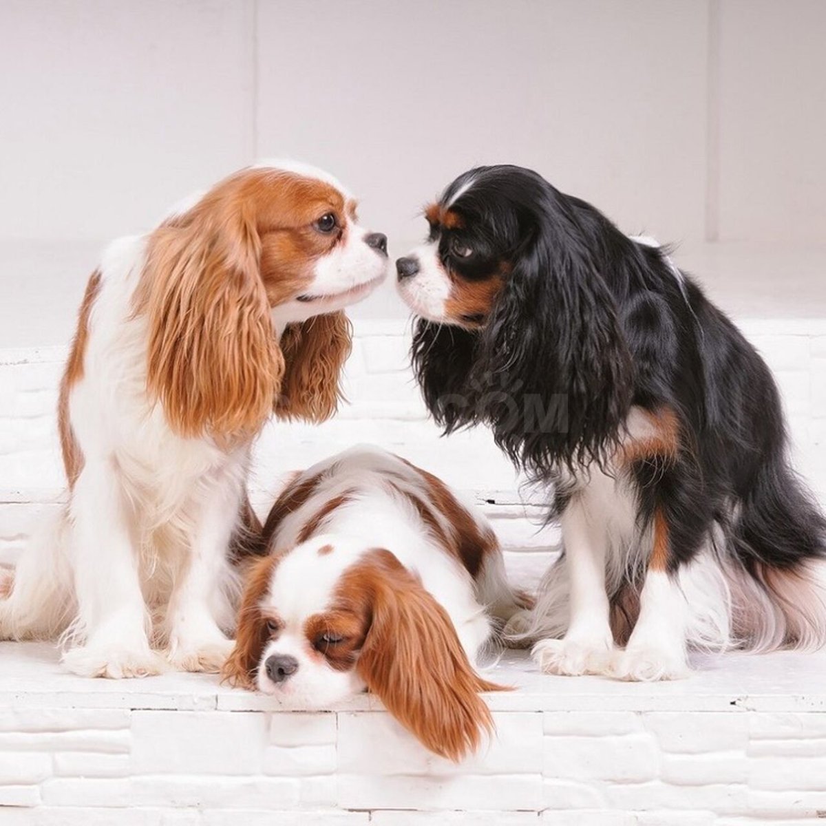 Кавалер Кинг Чарльз спаниель Триколор