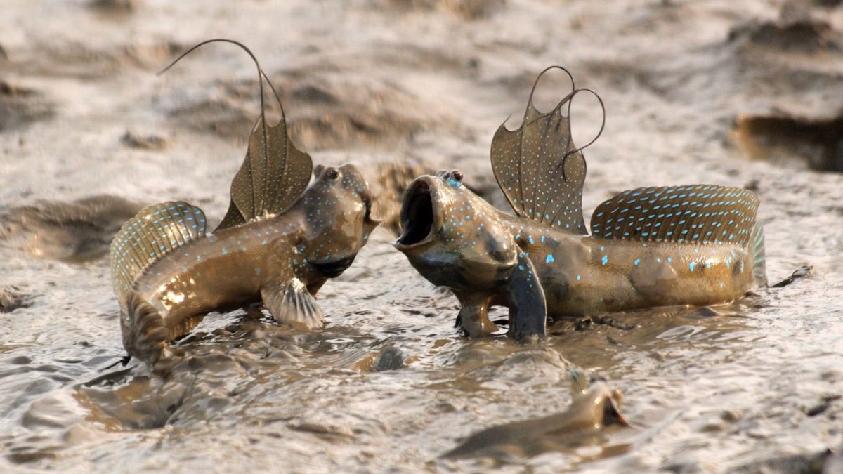 Илистый прыгун с открытым ртом