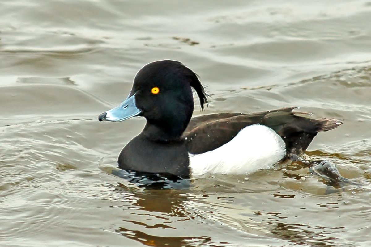 Хохлатая чернеть водоплавающая птица