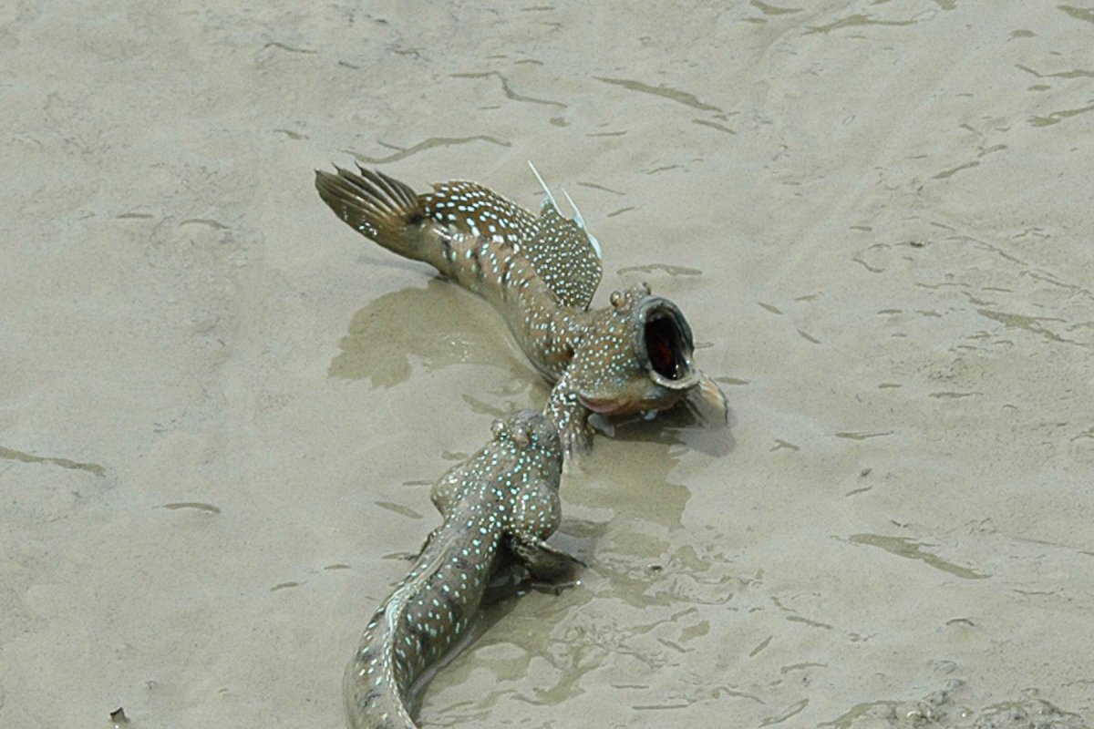 Илистый прыгун в драке