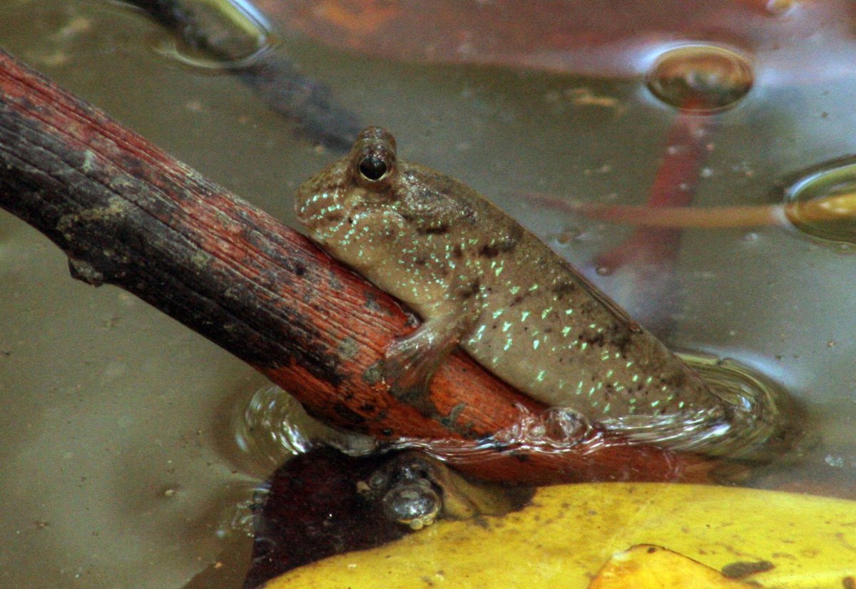 Илистый прыгун в кино