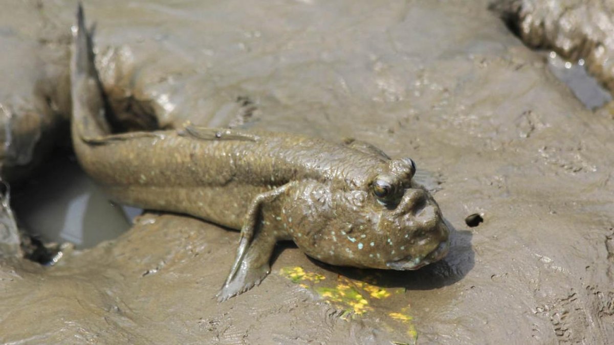 Илистый прыгун анатомия