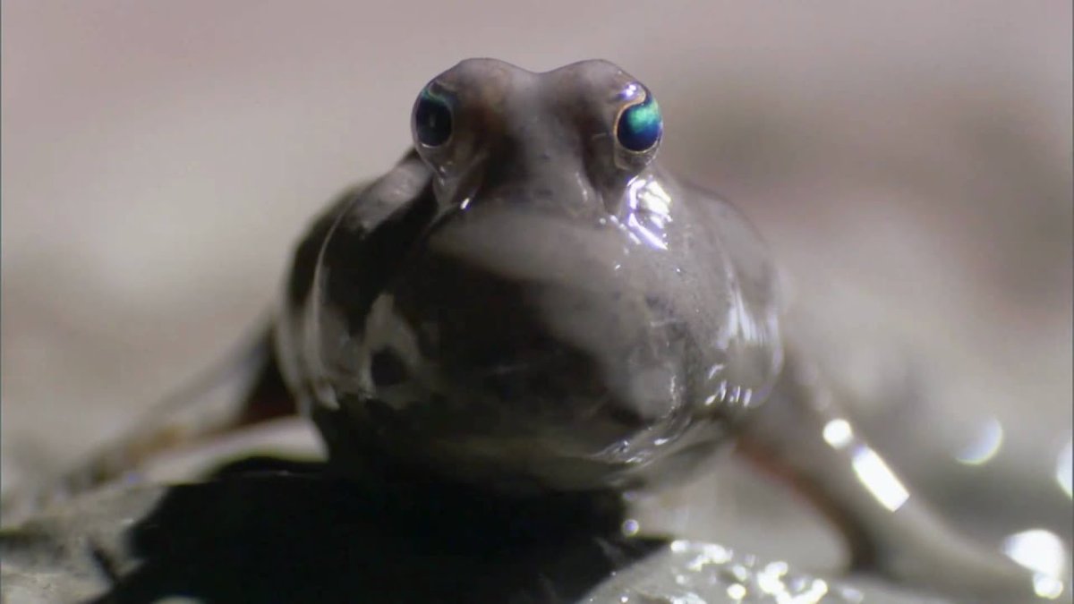 Илистый прыгун аквариумный