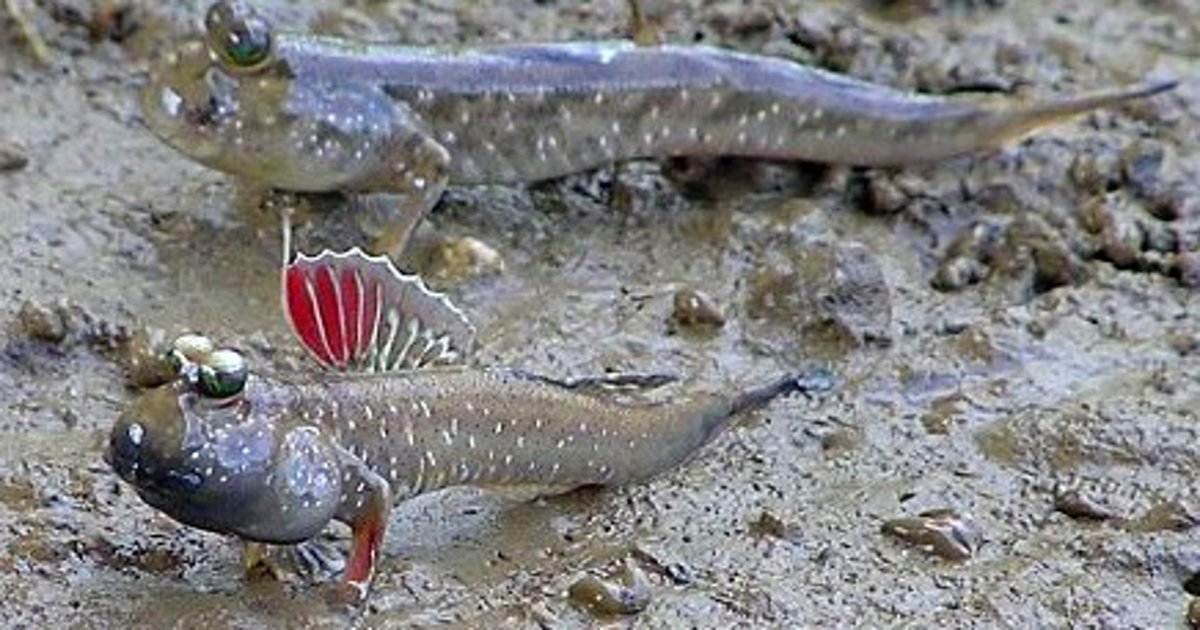 Африка илистый прыгун