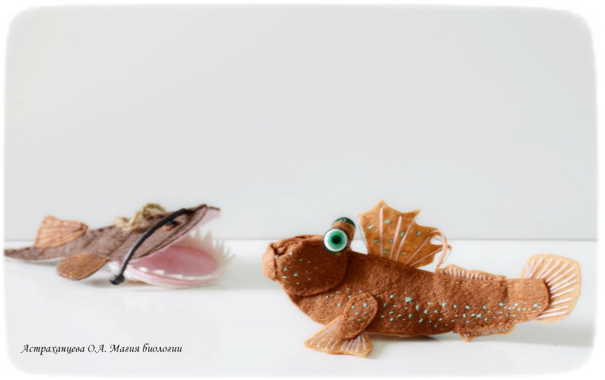 Презентация илистый прыгун